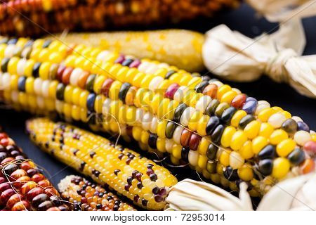 Flint Corn