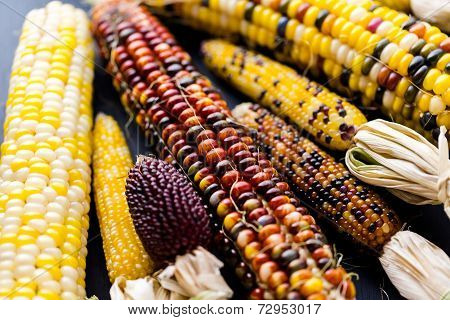 Flint Corn