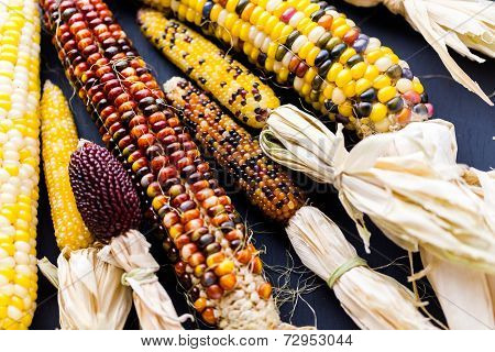 Flint Corn