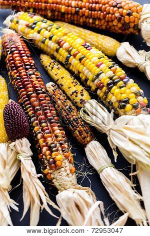 Flint Corn