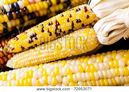 Flint Corn