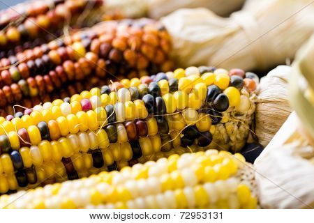 Flint Corn