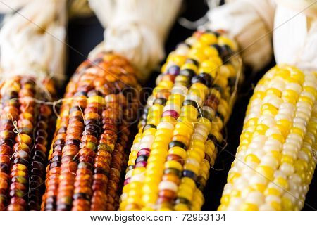 Flint Corn