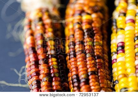 Flint Corn