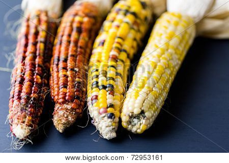 Flint Corn