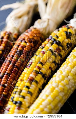 Flint Corn
