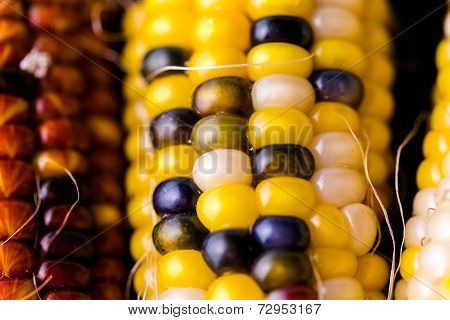 Flint Corn