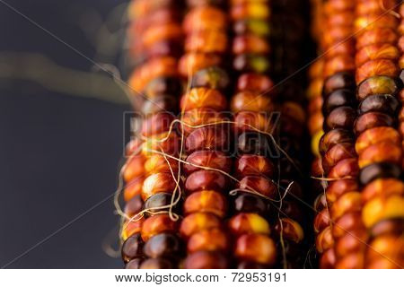 Flint Corn