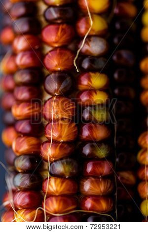 Flint Corn