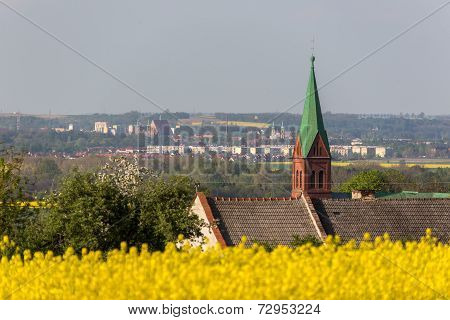 Colza Field
