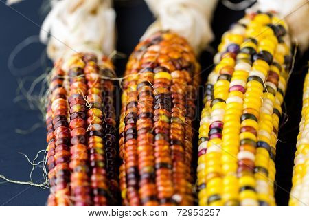 Flint Corn