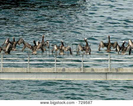 Os pelicanos