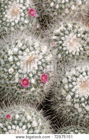 Round cacti with blooming flowers