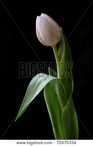 White tulip against black background