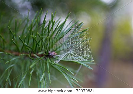 Cobweb