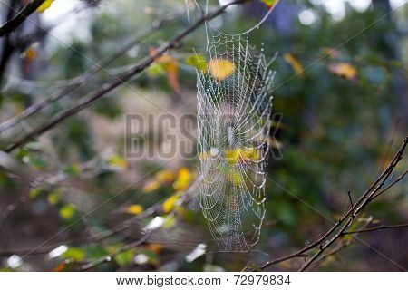 Cobweb