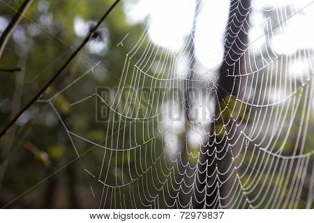 Cobweb