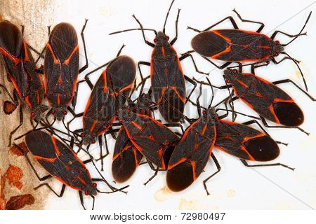 Boxelder Bugs (Boisea trivittata)