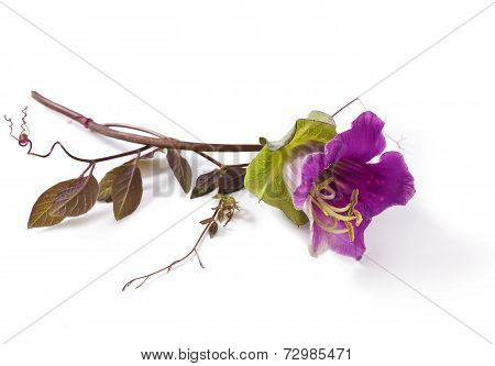 Cobaea scandens