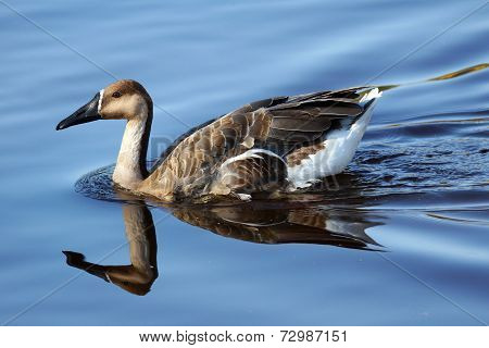 Swan Goose On Water