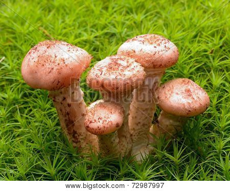 Honey agaric mushrooms