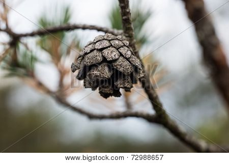 Branch With Cones