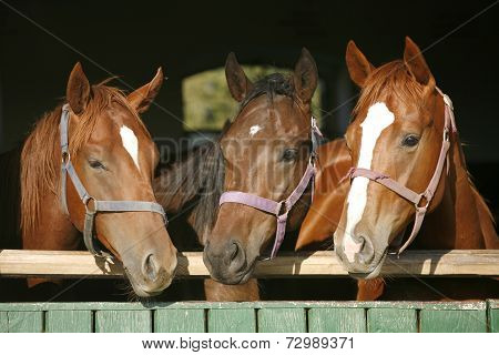 Nice thoroughbred foals in the stable door