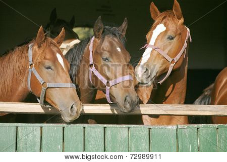 Nice thoroughbred foals in the stable door
