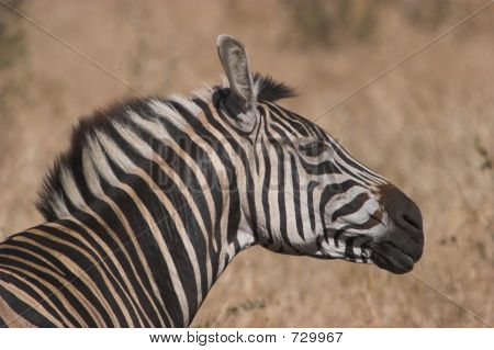 Zebra Shake