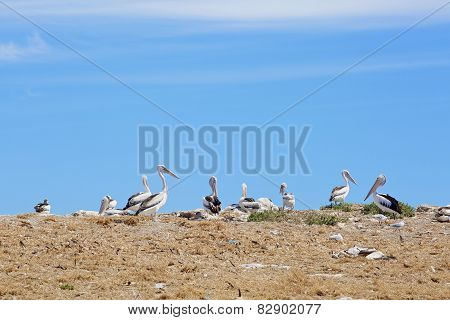 Pelican sanctuary and marine birds