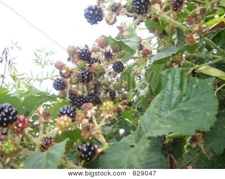 Blackberries