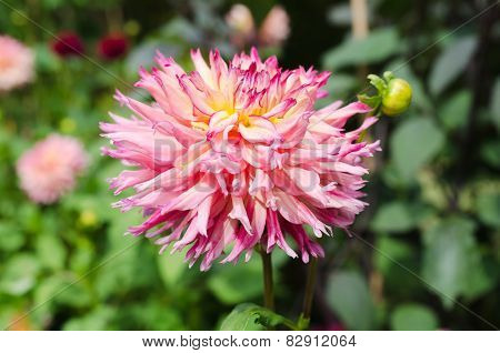 One Great Dahlia
