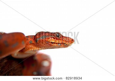 Emerald tree boa, 2 days old, isolated on white