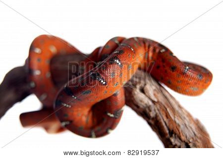 Emerald tree boa, 2 days old, isolated on white