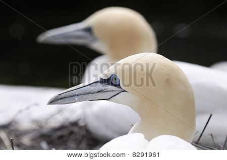 เหนือ Gannet (morus Bassana), close-up