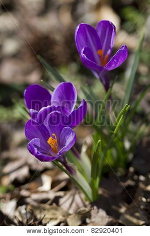 Crocus vernus Purpureus Grandiflorus Blossoms