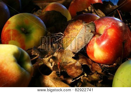 Colorful Apples And Leaves