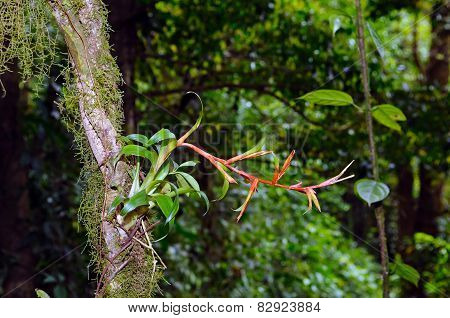 An epiphytic bromeliad shot in the rainforest of Costa Rica (Monteverde).