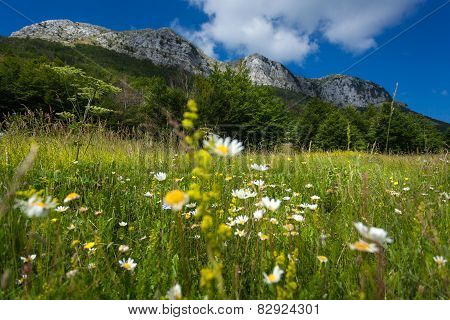 Meadow With Daisys At The Foor Of High Mountain