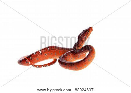 Emerald tree boa, 2 days old, isolated on white