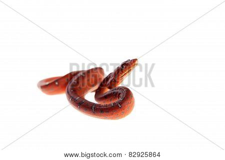 Emerald tree boa, 2 days old, isolated on white