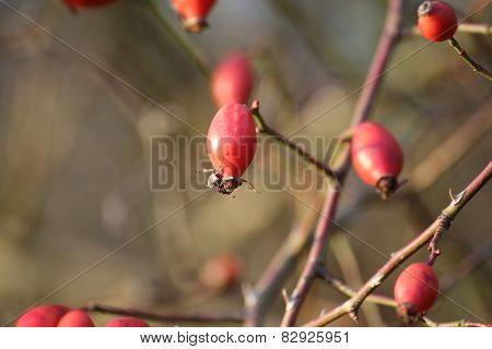 Dogs Rose Hips
