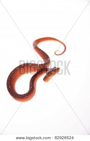 Emerald tree boa, 2 days old, isolated on white
