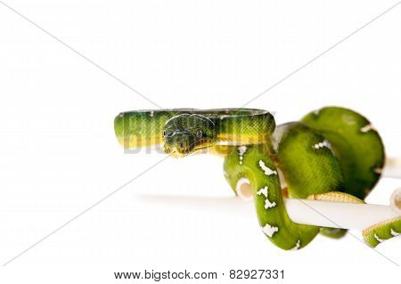 Emerald tree boa isolated on white background