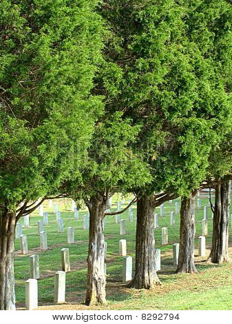 A Military Cemetary with Cedar Trees
