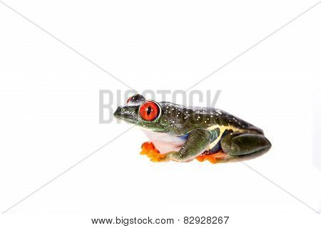Red eyed tree frog at night on white background