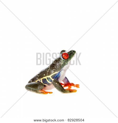 Red eyed tree frog at night on white background