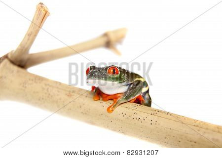 Red eyed tree frog at night on white background