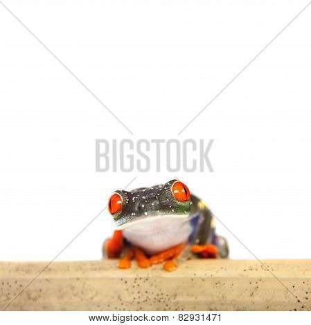 Red eyed tree frog at night on white background