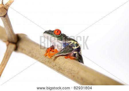 Red eyed tree frog at night on white background